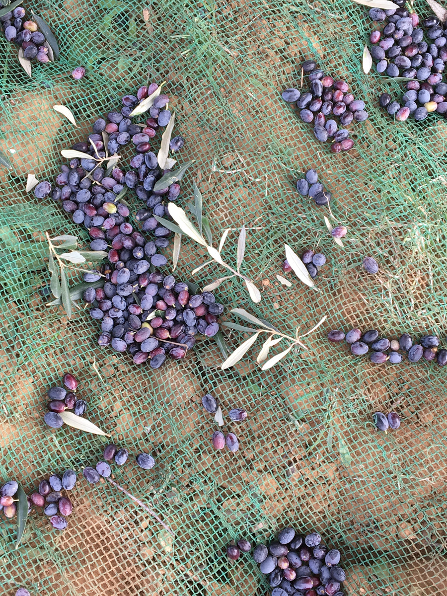 Chemlali olives on net