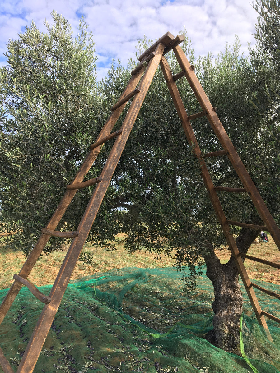 Ladder and olive tree